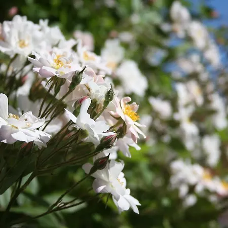 Гостевой дом Martens