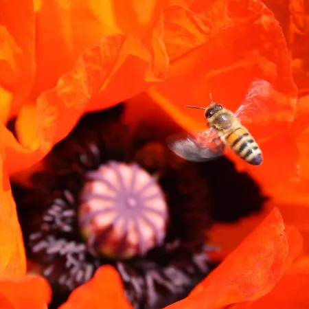 Martens Konukevi Bresewitz