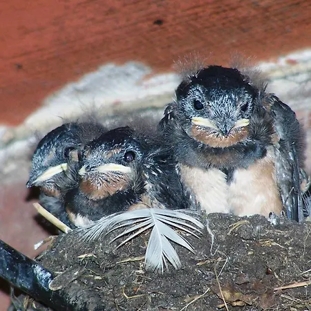 Martens Konukevi Bresewitz